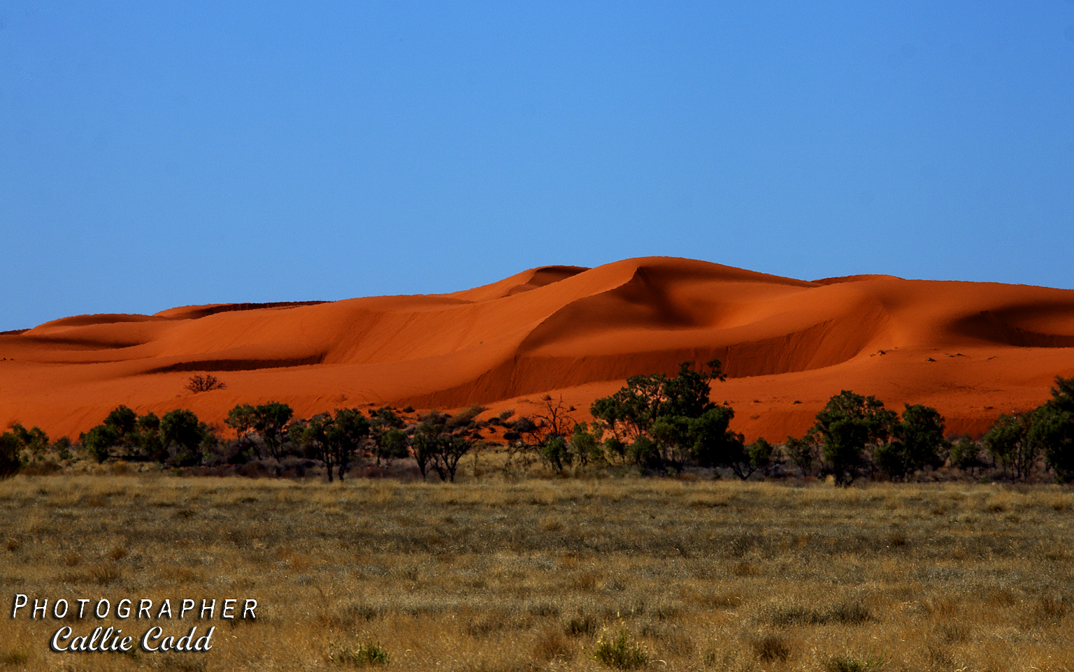 Curves and contours of the shifting red sand dune. – Callie C Photography